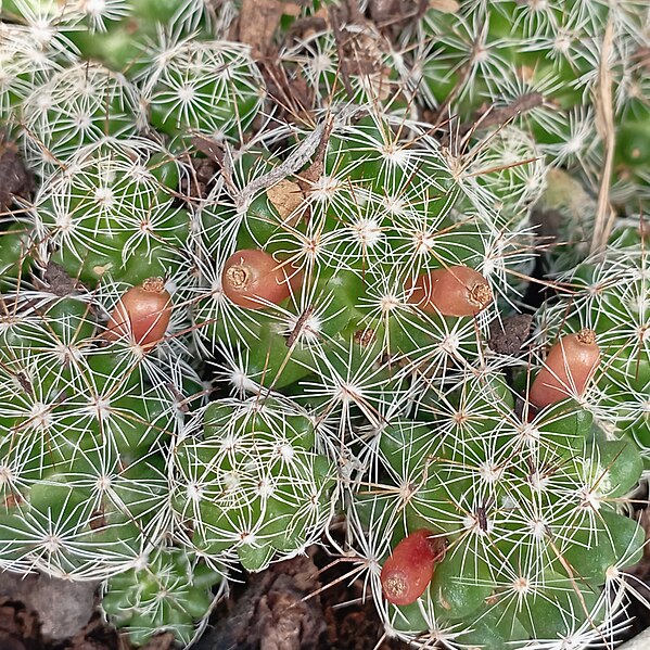 File:Mammillaria vetula (frutos).jpg