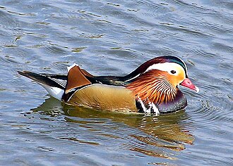 Mandarin duck (Aix galericulata) Mandarin.duck.arp.750pix.jpg