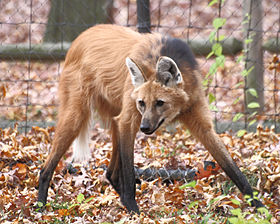 Ενήλικος χαιτοφόρος λύκος στο ζωολογικό κήπο Μπίρντσλι
