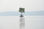 Thumbnail for File:Mangrove Reflection Wide Ashtamudi Kollam Kerala Mar22 A7C 01464.jpg