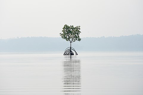 Lone mangrove in Ashtamudi Lake, Kollam