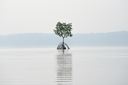 "Mangrove_Reflection_Wide_Ashtamudi_Kollam_Kerala_Mar22_A7C_01464.jpg" by User:Tagooty