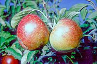 Margil on tree, National Fruit Collection (acc. 1984-011) .jpg