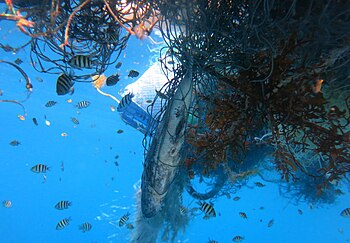 Mange marine arter inkludert skilpadder, haier, hvaler, delfiner og dugonger blir viklet inn i spøkelsesnett.