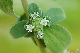 En variant med helvita blommor, korta ståndare och avvikande bladform Lägg märke till det symmetriska arrangemanget på blommorna