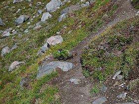 Marmota caligata