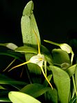 Masdevallia attenuata Orchi 023.jpg