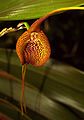 Masdevallia princeps flower