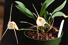 Masdevallia constricta Masdevallia urosalpinx.jpg