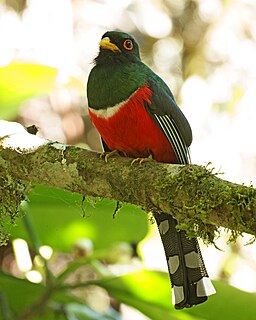 <span class="mw-page-title-main">Masked trogon</span> Species of bird