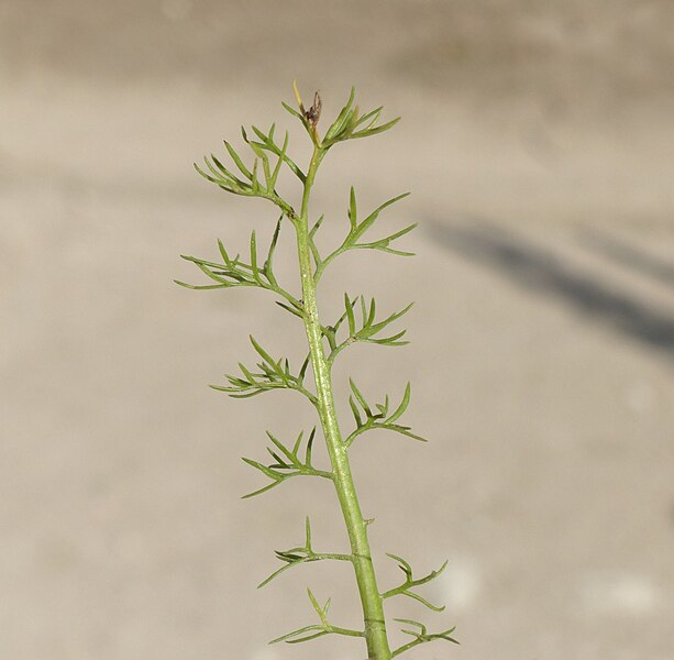 File:Matricaria chamomilla leaf (07).jpg