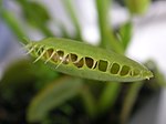 Meal worm in venus fly trap 1.jpg