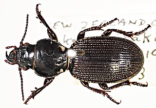 <i>Mecodema aberrans</i> Species of beetle