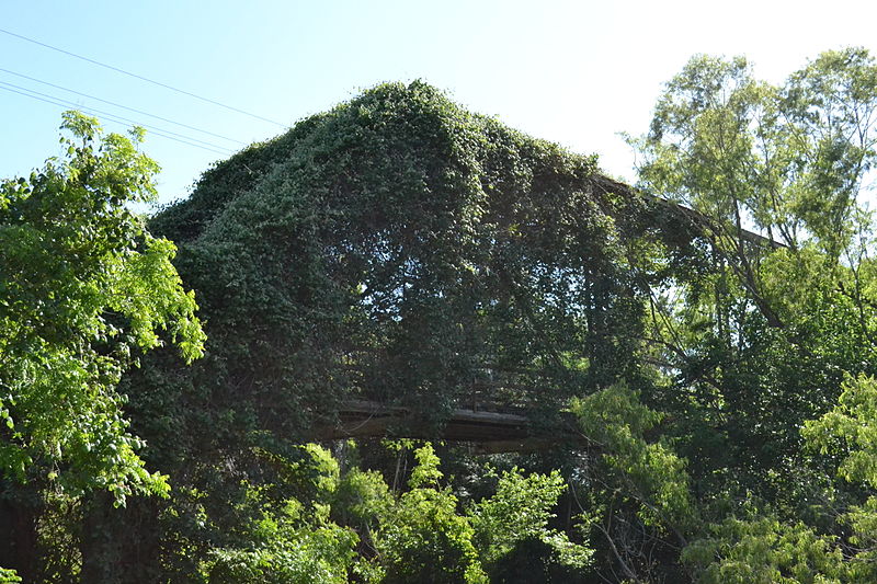 File:Medio Creek Bridge, Normanna, Texas.JPG