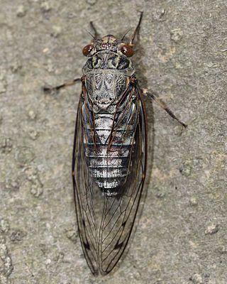 <i>Meimuna opalifera</i> Species of true bug