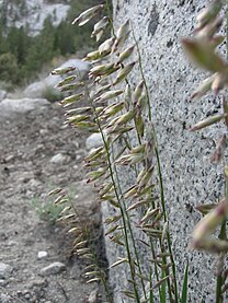 <i>Melica stricta</i> Species of flowering plant