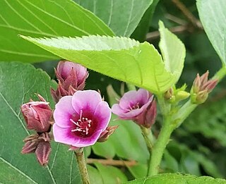 <i>Melochia villosissima</i> Species of plant of the Pacific islands