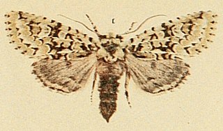 <i>Griposia aprilina</i> Species of moth