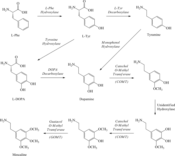 580px-Mescaline_biosynthetic_pathways.svg.png