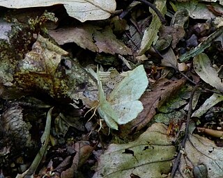 <i>Metarranthis hypochraria</i> Species of moth