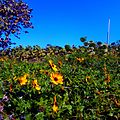 Seagrapes and dune sunflowers 02