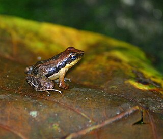 <i>Micrixalus gadgili</i> species of amphibian