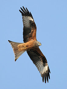 A brown, black and white bird soars against a blue sky, with its wing and tail feathers spread.
