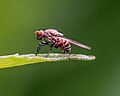 * Nomination Christening fly in a garden in Bamberg. Focus stack of 11 pictures --Ermell 05:58, 17 June 2020 (UTC) * Promotion  Support Very good. Good FP candidate IMO --George Chernilevsky 06:02, 17 June 2020 (UTC)