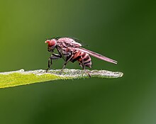 Sur le bout d'une tige cassée se dresse sur ses pattes une mouche au repos.