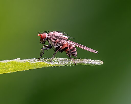 Minettia fly
