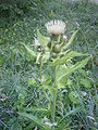 Mehki čičak Cirsium oleraceum