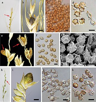 <i>Moesziomyces</i> Genus of fungi