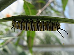 Monarch larvae.JPG