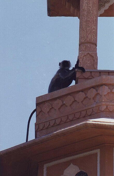 Local fauna visiting the Rajvilas Palace