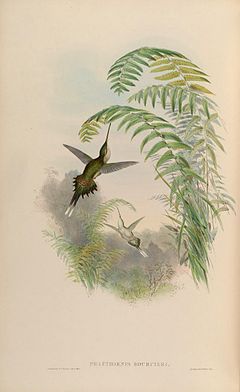 Phaethornis bourcieri