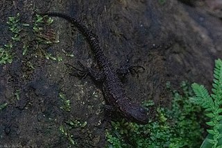 <i>Enyalioides annularis</i> Species of lizard