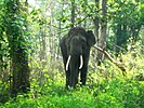 موتوملے قومی باغستان سے ہاتھی کا منظر