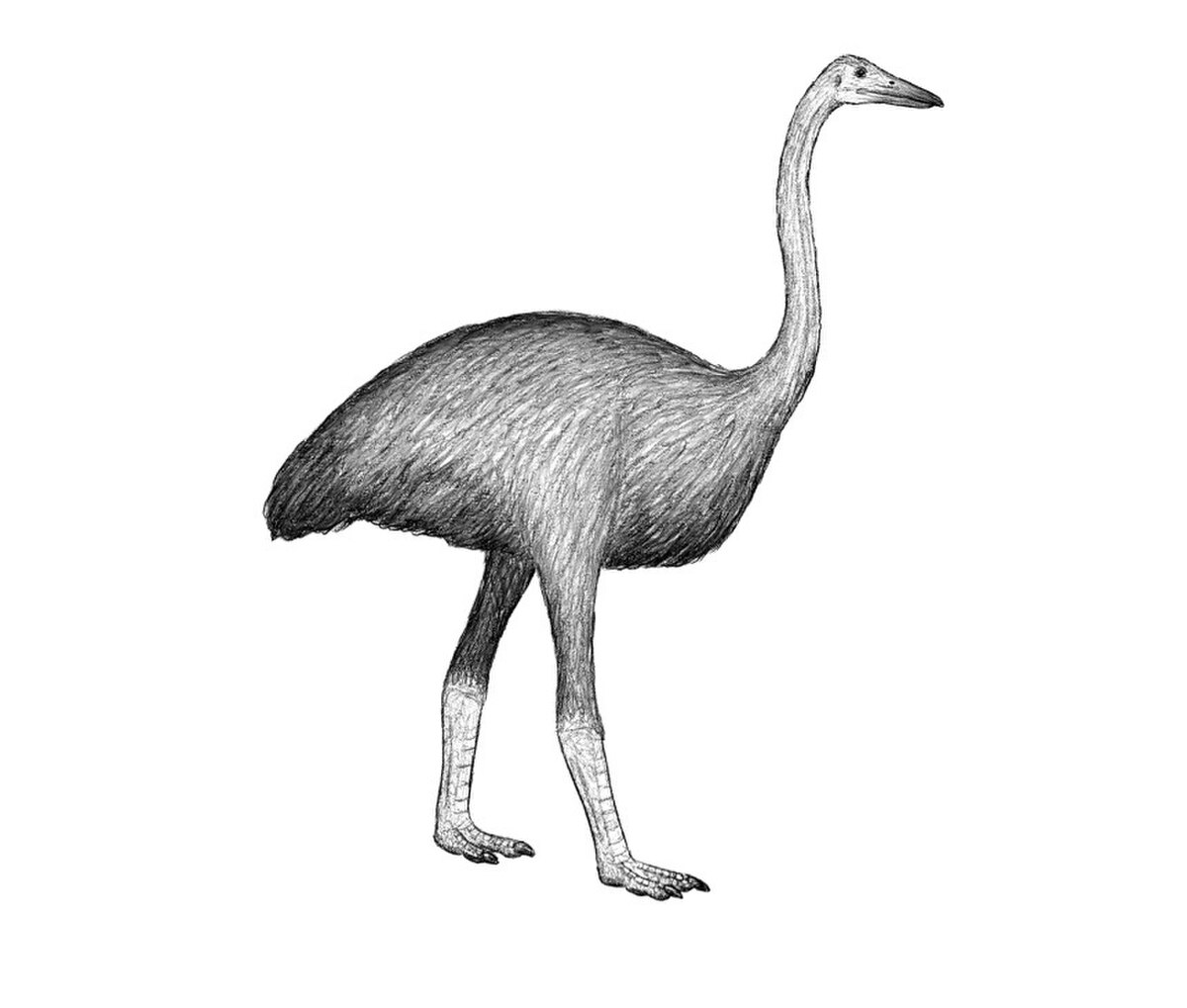 Mullerornis agilis.jpg