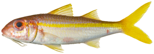 Thumbnail for Yellow goatfish