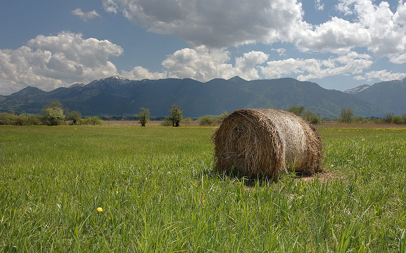 File:Murnauer Moos Marsh 2.jpg