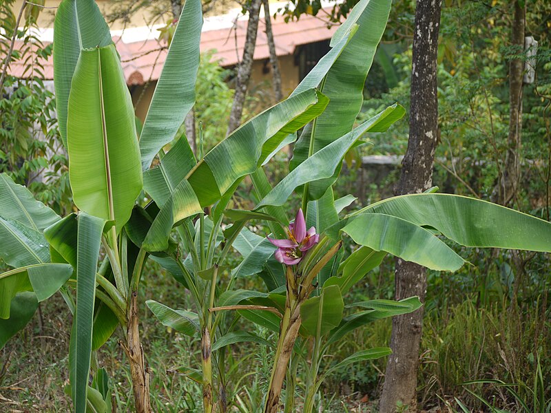 File:Musa ornata (5597149957).jpg