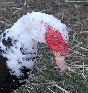 Muscovy drake head showing Canucles.