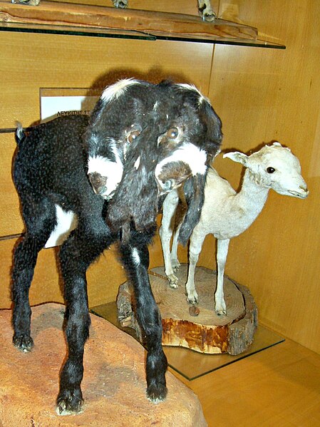 File:Museum of Natural History in Nicosia - Two-headed Lamb.jpg