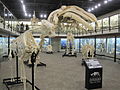 骨骼陈列在骨骼博物馆