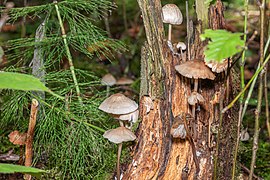 Mycena Galericulata LO (img1).jpg