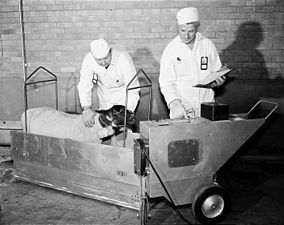 Testing a sheep's thyroid for radiation