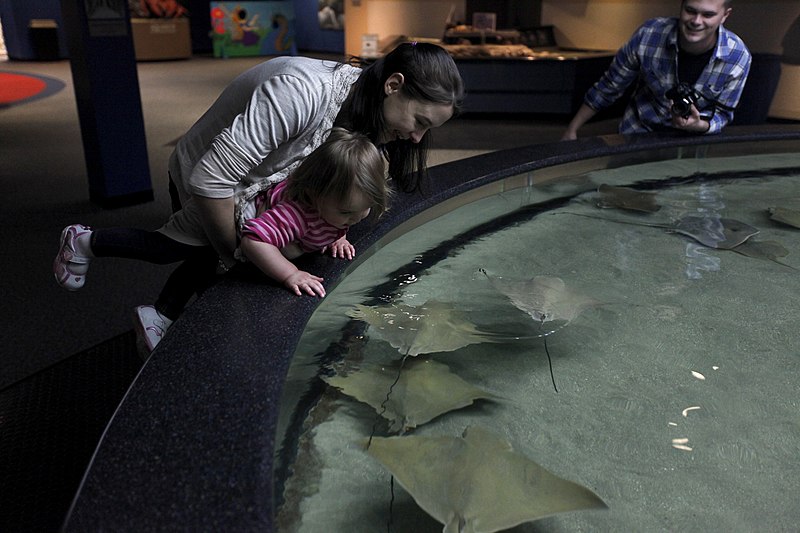 File:NC Aquarium brings sea to shore 130303-M-EG384-049.jpg