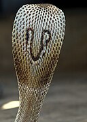 Patrón de la capucha de la serpiente
