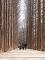 A híres sétány, ahol a Winter Sonata főszereplői bicikliztek