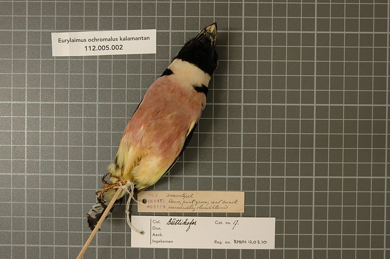 File:Naturalis Biodiversity Center - RMNH.AVES.120210 - Eurylaimus ochromalus kalamantan Robinson & Kloss, 1919 - Eurylaimidae - bird skin specimen.jpeg